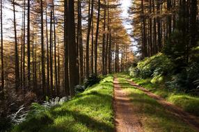 Green Grass Path
