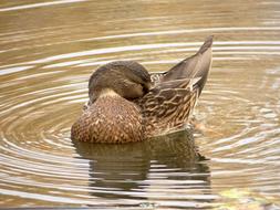 duck cleans feathers in the lake