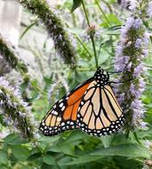 Butterfly Insect Nature