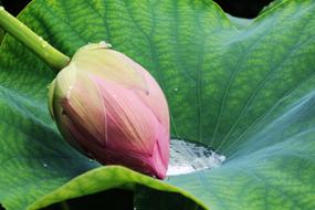 Leaf Plants Nature