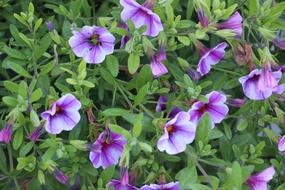 Flower Flora Nature