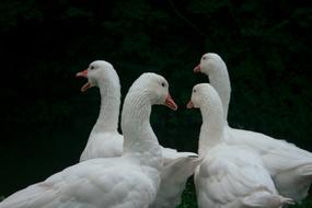 White Duck Swan
