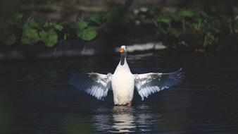 White Swan Duck landing on water