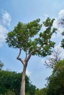 Nature Tree No One