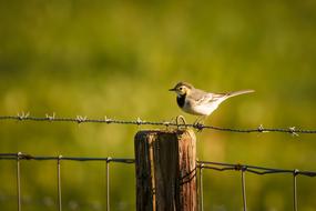 Bird Fence Nature