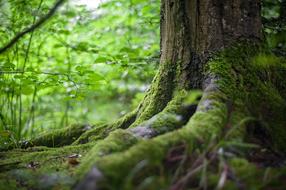 tree roots in moss in the forest