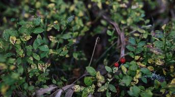 Green Plant Nature