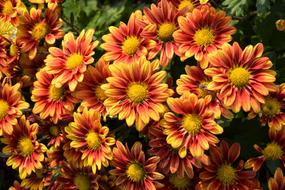Flower Chichewa Live Vivid Color
