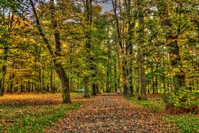 fall path in green leaves