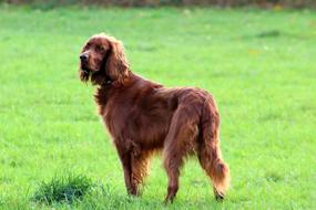 Red Setter Dog Pet on meadow