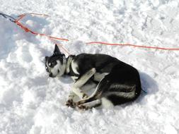 Laika Husky Dog