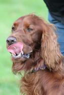 Red Setter Dog Pet