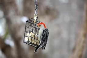 Bird Wildlife Nature