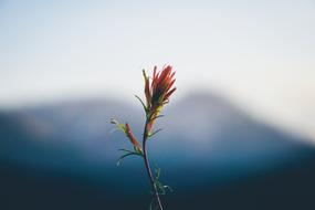 Flower Plant Stem