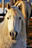 Horse Portrait Animal