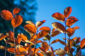 Autumn leaves on the branches in the blue sky