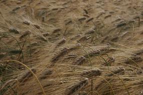 ears bent in the field