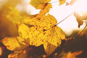 yellow leaves under sunlight