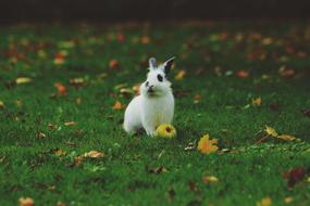 white rabbit with green apple on the lawn