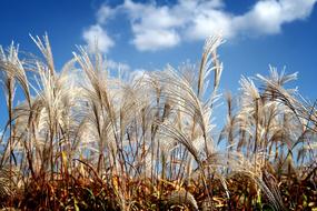fluffy plants in the field