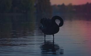 Water Bird Animal