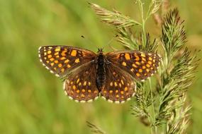 gorgeous butterfly near the grass