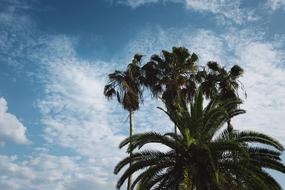 Trees Plants Nature