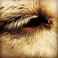 Eye Dog Close