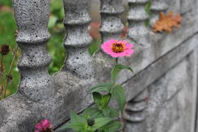 Zinnia Flower Autumn