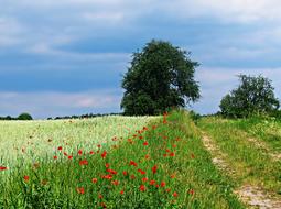 green meadow in red colors