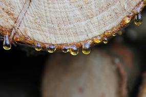 Close Up photo of Nature Wood resin