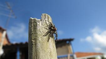 Insect Spider Hunter Macro