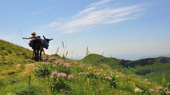 landscape of Green Grass Highland