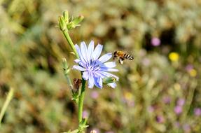 a little flower in a big meadow