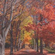 Trees Plant Nature