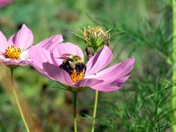 Nature Flower Flora