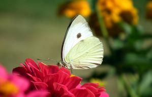 white butterfly on a plant