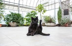 black cat at flower garden