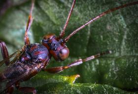 Macro Insect