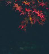 Leaf Plant Nature