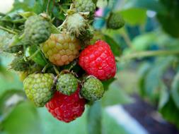 berry on a branch