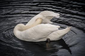 Duck Swan Bird