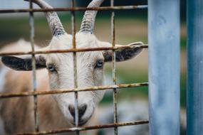 Goat Horn Animal