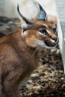 Desert Lynx Karakal Caracal