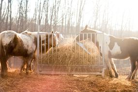 Horse Farm Animal