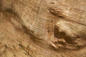 Wood Tree Texture