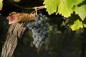 Vine Black Grapes Harvest