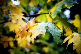 Leaf Autumn Fall