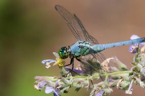 Garden Insect Dragonfly