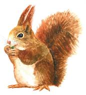 squirrel watercolour drawing cute